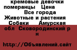 кремовые девочки померанцы › Цена ­ 30 000 - Все города Животные и растения » Собаки   . Амурская обл.,Сковородинский р-н